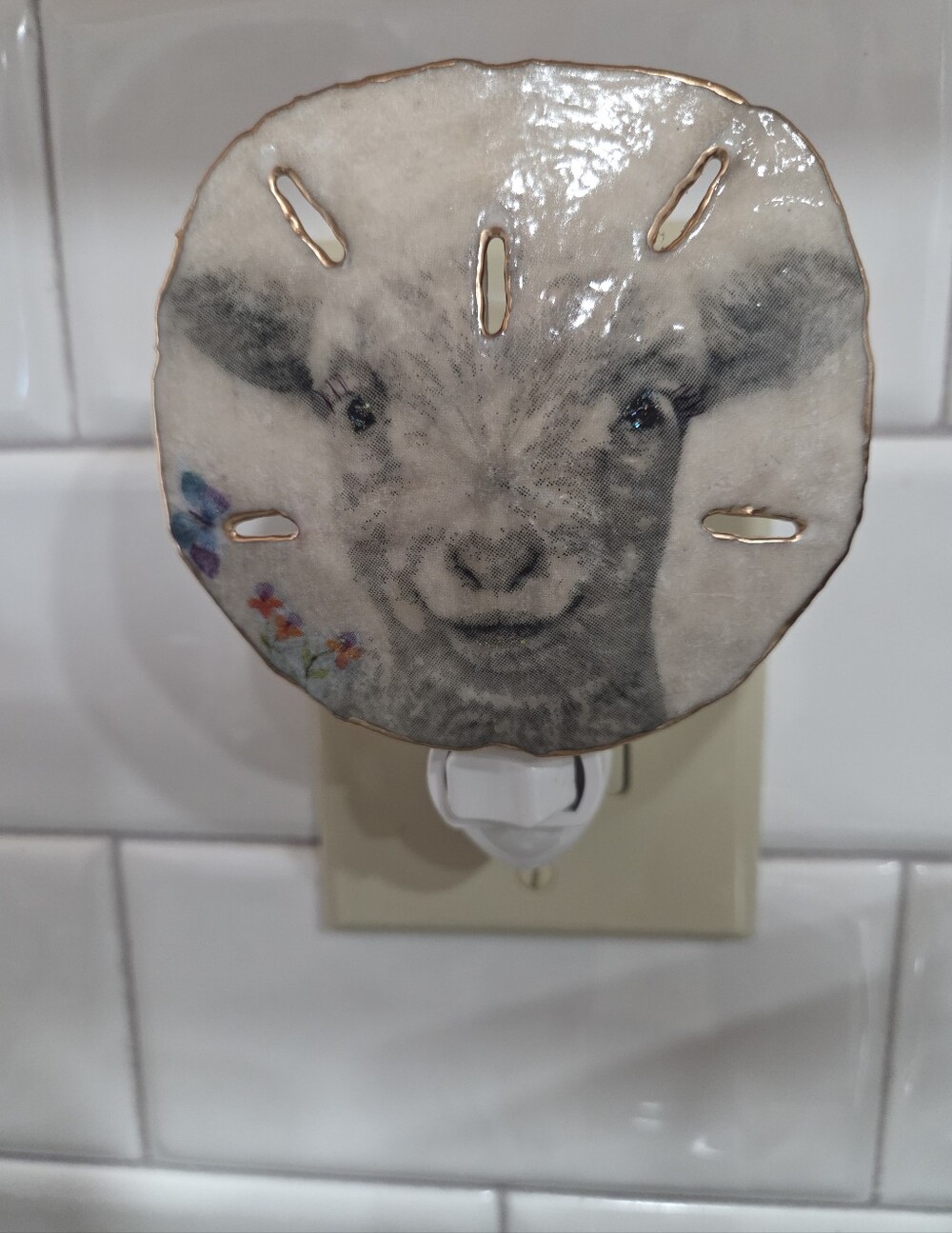 Handcrafted All Natural Sand Dollar Lamb Design